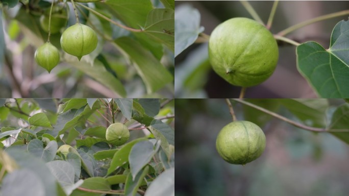 油桐树油桐果子