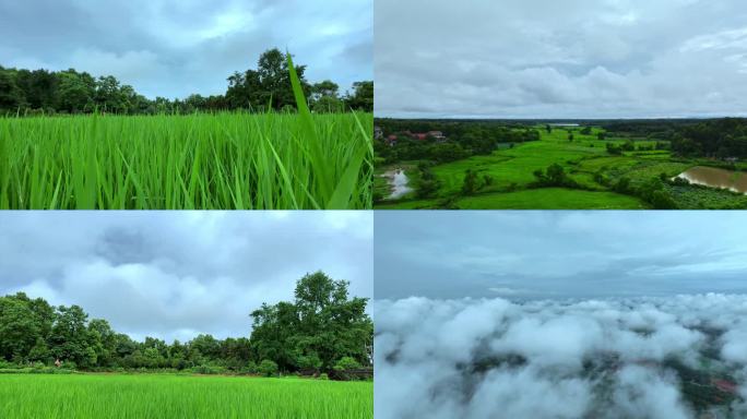 乡村风光雨后美景平流云延时治愈系风景