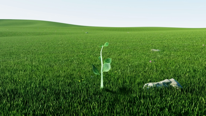 小树树苗树生长发芽春天绿色草地开场动画