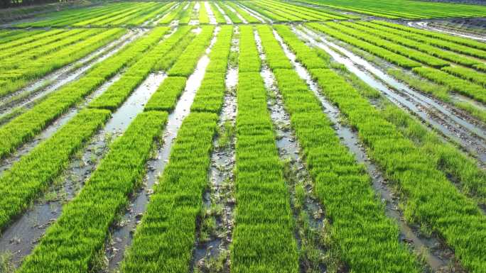 4k水稻培育秧苗粮食安全绿色稻田生态航拍