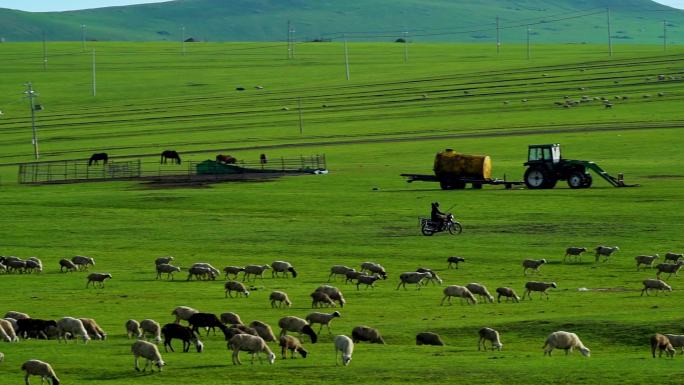 草原草地牧羊人羊群羊吃草自然生态湿地河流