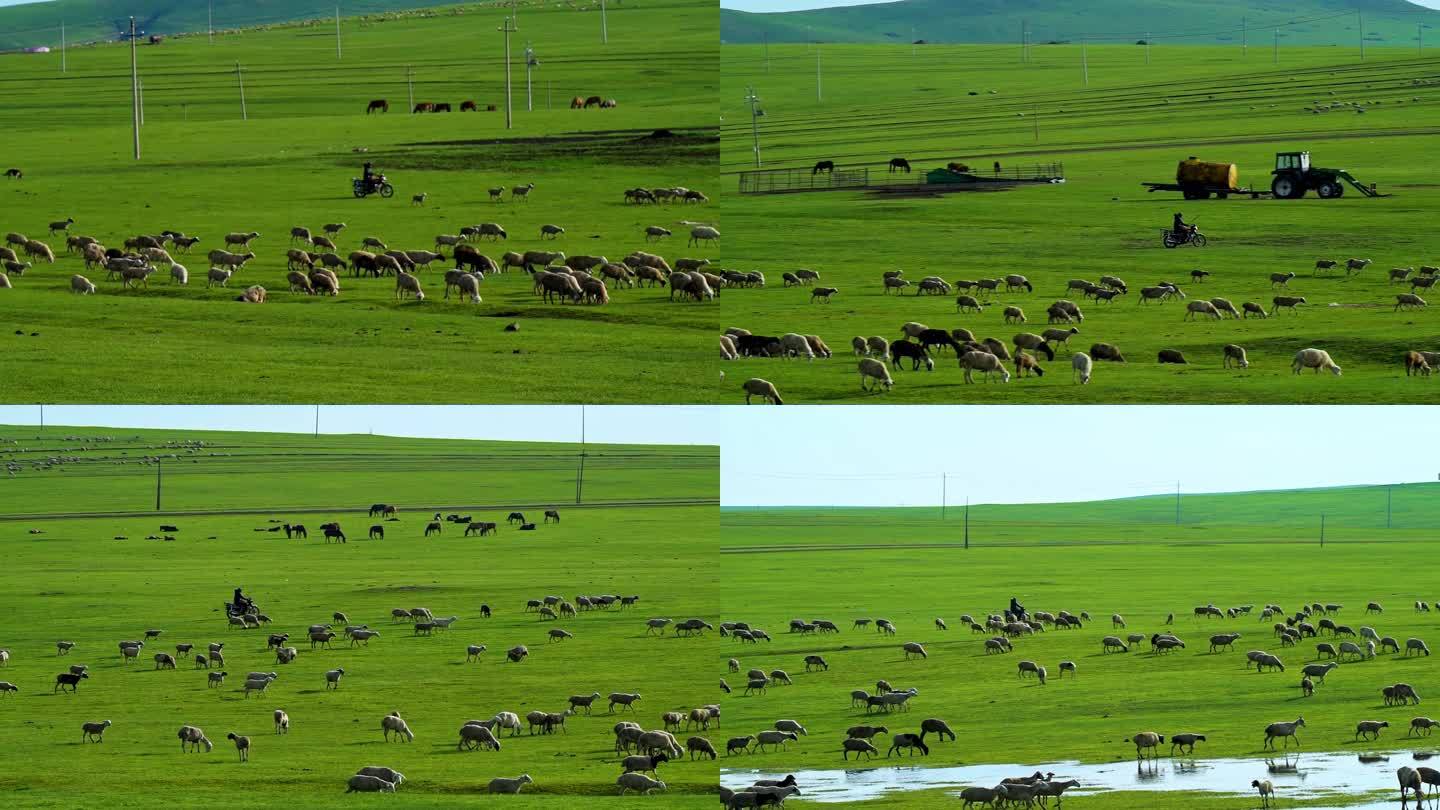 草原草地牧羊人羊群羊吃草自然生态湿地河流