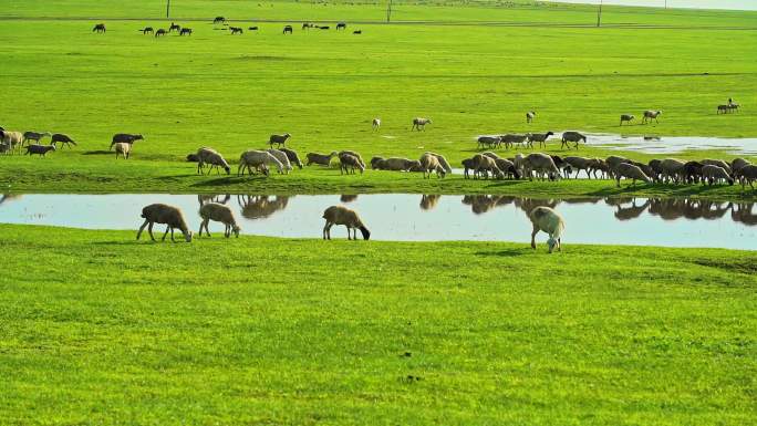 草原草地牧场羊群羊吃草自然生态湿地河流
