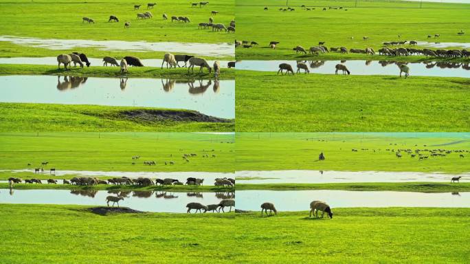 草原草地牧场羊群羊吃草自然生态湿地河流