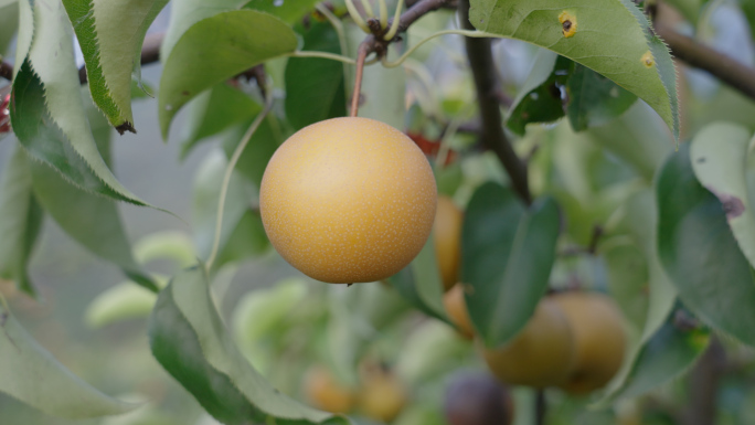 果园果树种植梨园梨树种植梨子结果