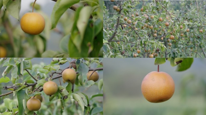 果园果树种植梨园梨树种植梨子结果