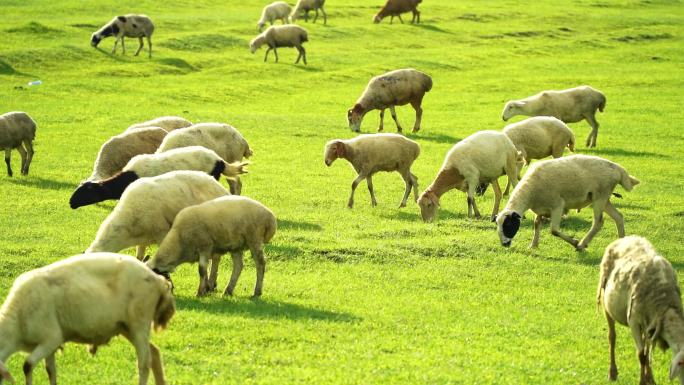 草原草地牧场羊群羊吃草自然生态