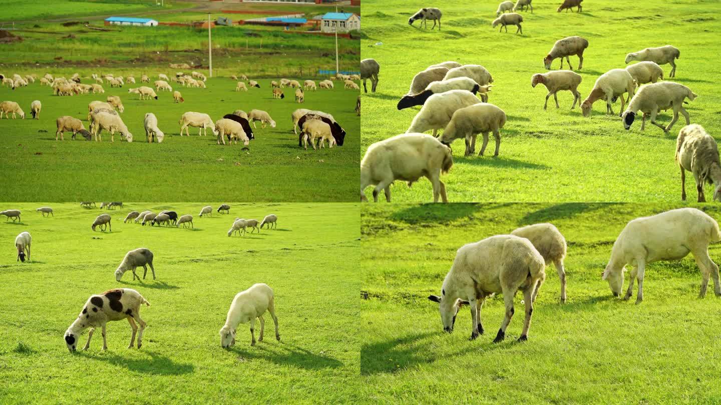 草原草地牧场羊群羊吃草自然生态