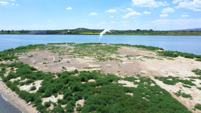 4航拍张家口康保县康巴诺尔湖遗鸥