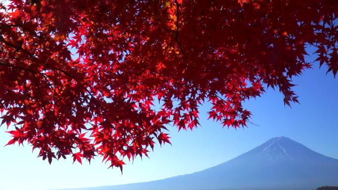 清晨的枫叶和远处的富士山