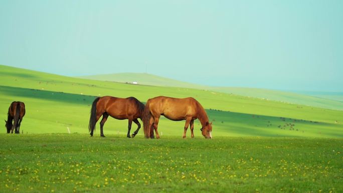 草原草地牧场马群马吃草自然生态骏马