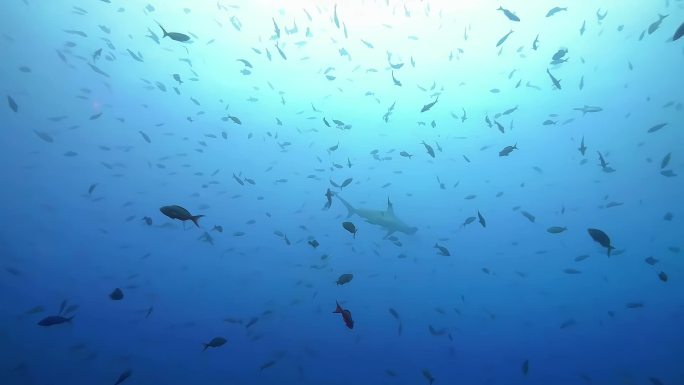 海洋鲨鱼海鲜水产渔业养殖深海