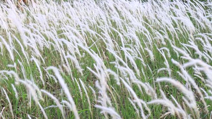 白色的野生蓬松的羽毛草花在温柔的风