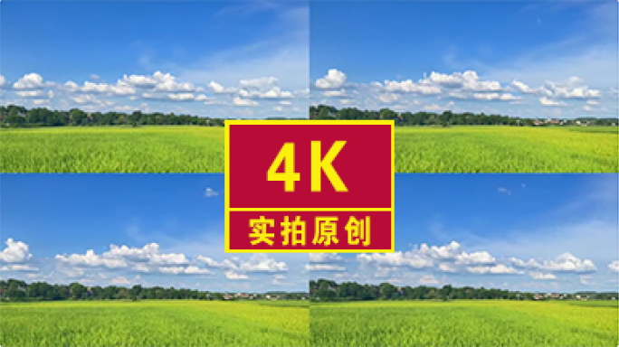 实拍稻田蓝天白云