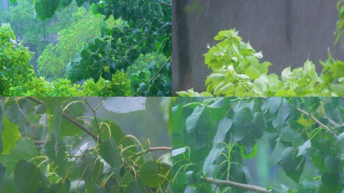 城市下暴雨下雨天雨水雨滴植物树叶子树木雨