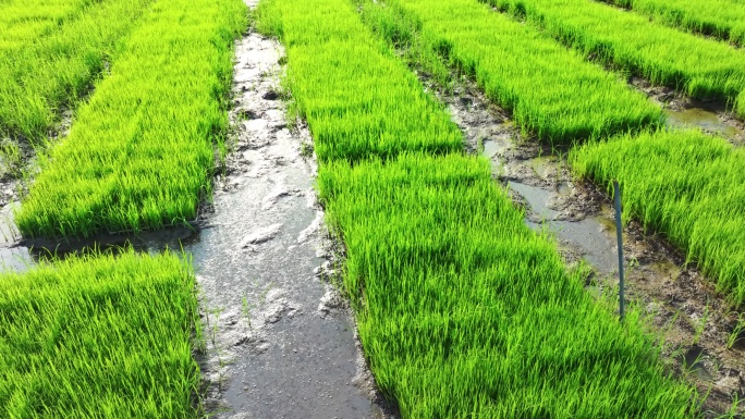 4k水稻培育秧苗粮食安全绿色稻田生态航拍