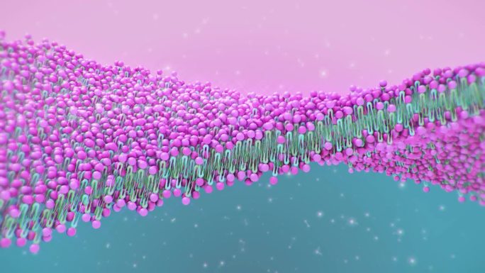 细胞膜结构三维动画矩阵起伏菌群