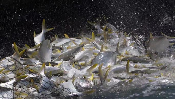 网箱养殖 金鲳鱼 捕捞