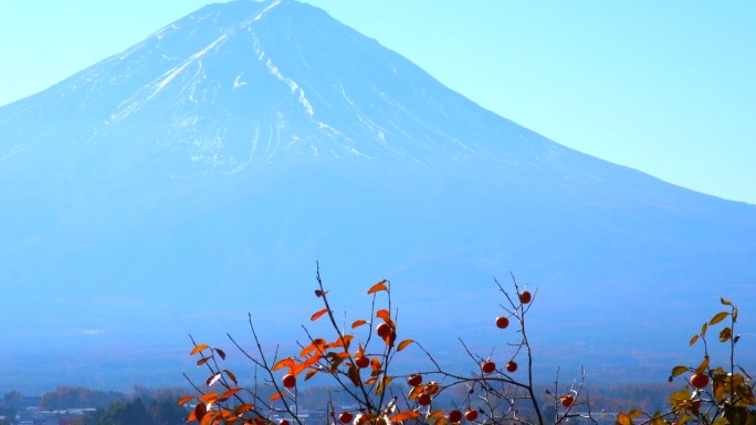 富士山的秋柿子和柿子树