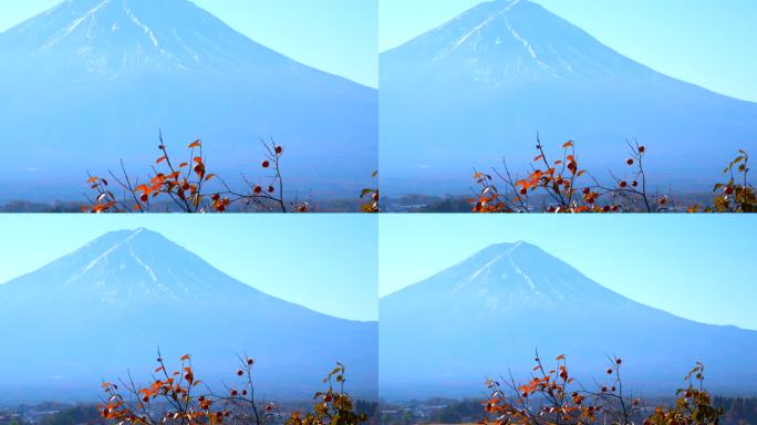 富士山的秋柿子和柿子树
