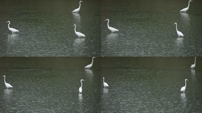 威海市环翠区羊亭镇羊亭河里的白鹭鸟群