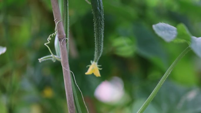 果实蔬菜黄瓜西瓜收获