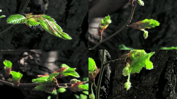 植物树叶枝芽生长延时摄影
