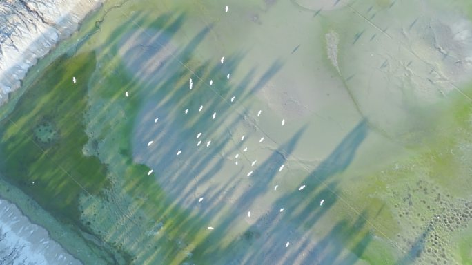 4K升格白鹭群飞湿地乡村农田生态保护航拍