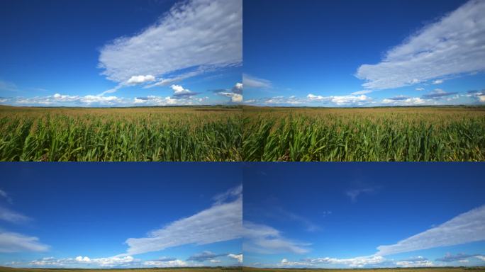 蓝天白云下的田野 丰收的田野 金色稻田
