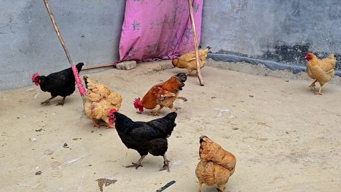 一群鸡正在吃粮食