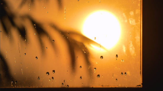 雨后阳光树影夕阳雨露