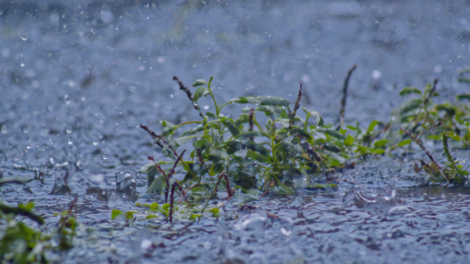 4k下雨慢镜头240帧升格