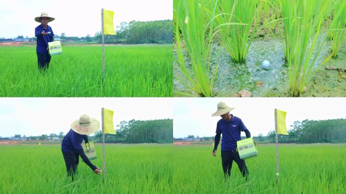 水稻田生物防治病虫害 农民投放赤眼蜂