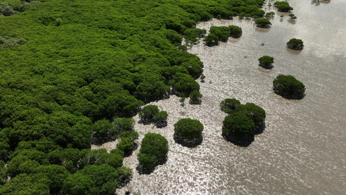 深圳湾红树林航拍4k视频