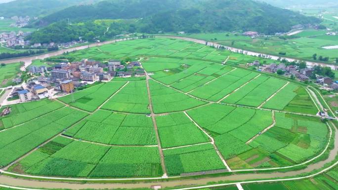 甘蔗种植基地「4K」航拍素材