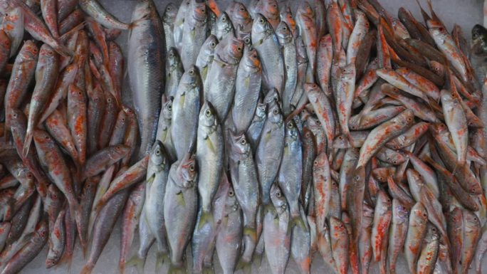 鱼市新捕红鲻鱼近景。大西洋马鲛鱼，又称欧洲马鲛鱼或普通鲭鱼。市场上的冰虾
