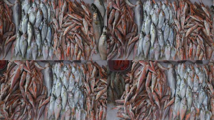 鱼市新捕红鲻鱼近景。大西洋马鲛鱼，又称欧洲马鲛鱼或普通鲭鱼。市场上的冰虾