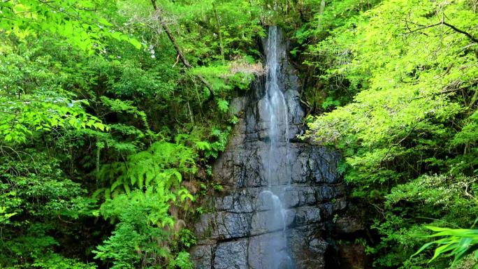 夏天岩屋堂公园的濑户大泷瀑布。