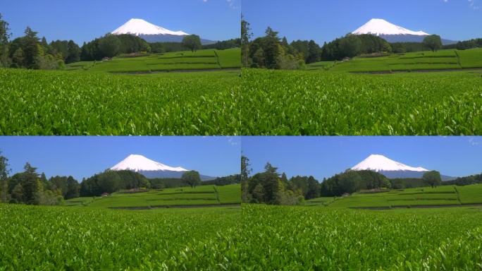 绿茶种植园和富士山/小渊Sasaba，静冈县