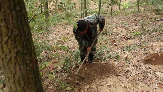 J浙江杭州上山挖笋4K实拍视频4