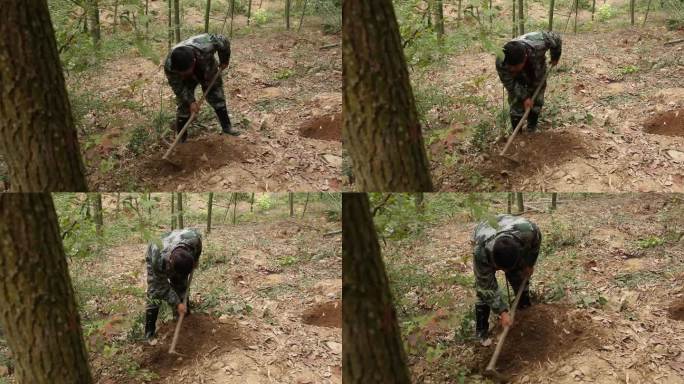 J浙江杭州上山挖笋4K实拍视频4