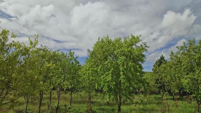 印度农村田地里的一棵年轻的檀香木种植园的全景