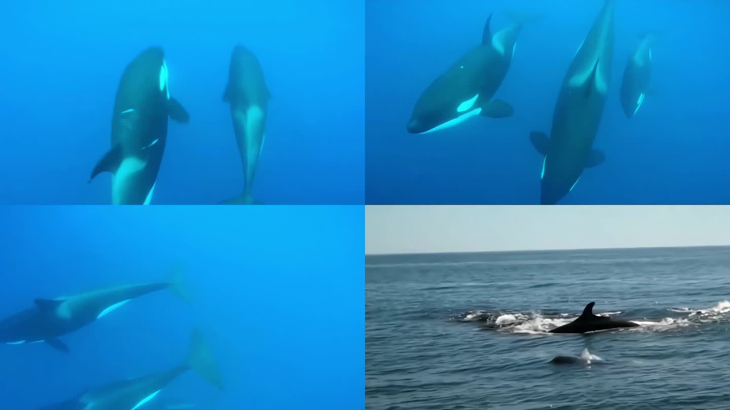 三只鲸鱼齐游