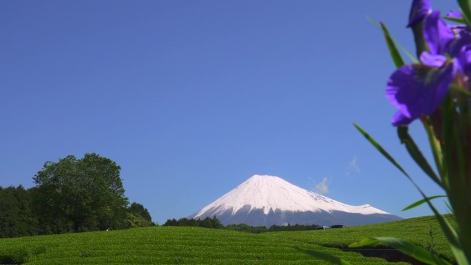 绿茶种植园和富士山/小渊Sasaba，静冈县