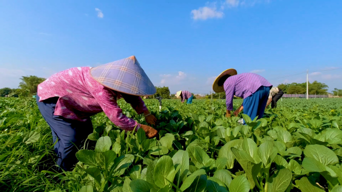 （原创）农民摘菜 菜心 蔬菜 青菜