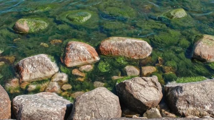 海边的岩石上有厚厚的绿色海藻，被海浪移动，像海怪的头
