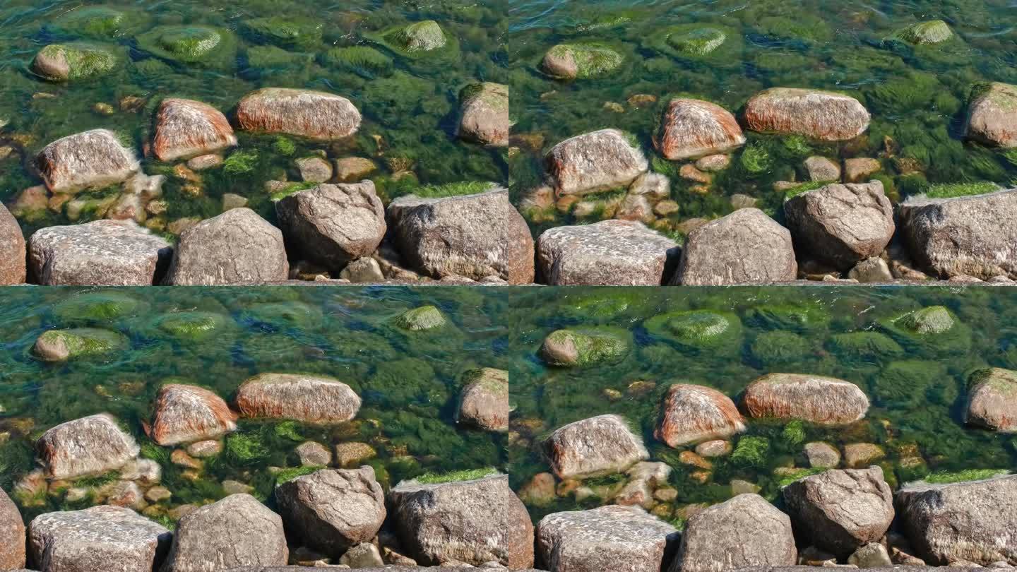 海边的岩石上有厚厚的绿色海藻，被海浪移动，像海怪的头