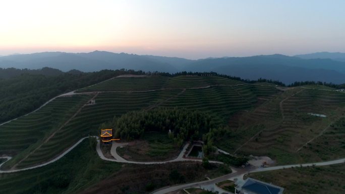 航拍怀化芷江县沙湾村高山甜茶树种植基地