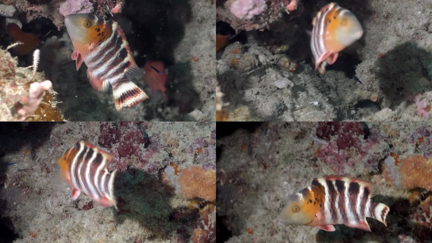珊瑚缝隙中的红胸毛利濑鱼