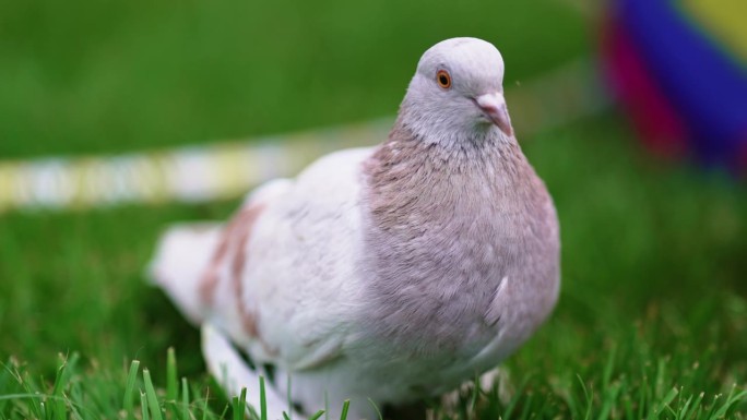 美丽的灰色训练有素的鸽子在绿色的草坪上。